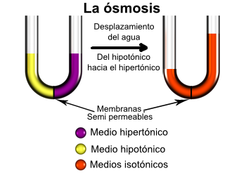 Tubo de ósmosis con membrana semipermeable que muestra una difusión pasiva (Fuente. Wikipedia)