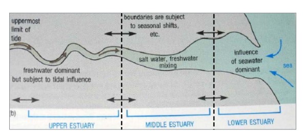 Partes de un estuario