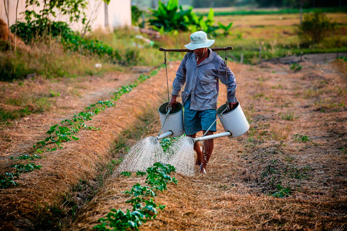 Agricultor regando sus cultivos